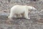 der Eisbär der Eisbär