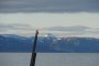 Vogelblick Vogelblick