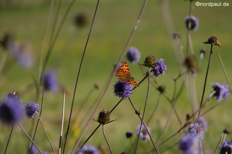 Schmetterling Schmetterling