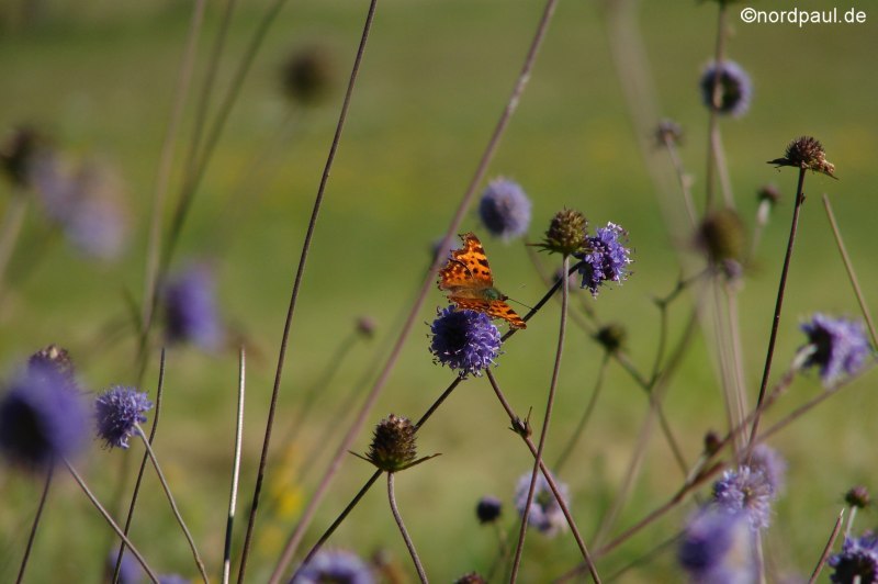 Schmetterling